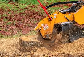 Best Tree Removal  in Lafayette, CO