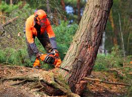 Best Pest Control for Lawns  in Lafayette, CO