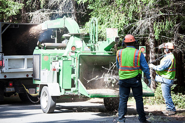 How Our Tree Care Process Works  in  Lafayette, CO