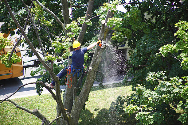 Best Tree Trimming and Pruning  in Lafayette, CO