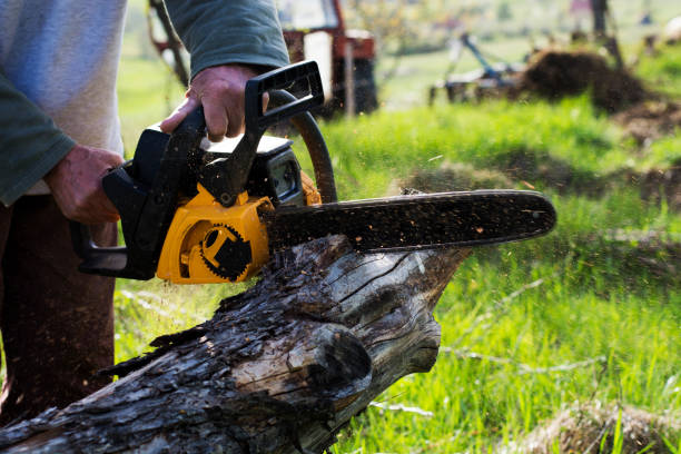 Best Stump Grinding and Removal  in Lafayette, CO