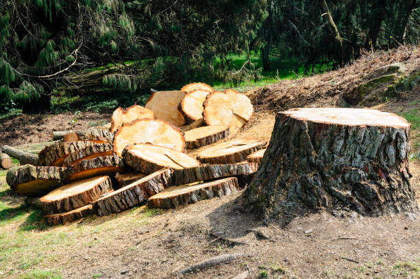 Reliable Lafayette, CO Tree Care Solutions